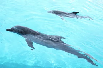 Papier Peint photo Lavable Dauphins Beaux dauphins nageant dans la piscine.