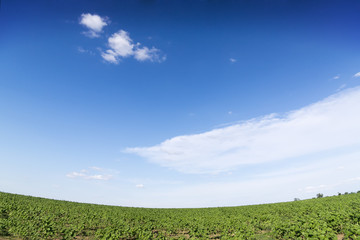 Obraz premium Sunrise field of sunflowers under blue sky.
