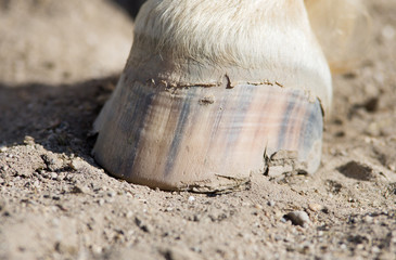 Horse hoof stands on ground