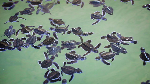 Small sea turtles in the turtle nursery