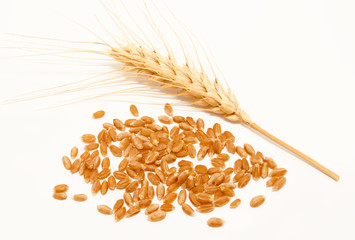 Wheat ears and seed isolated on a white
