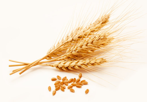 Wheat ears isolated on a white