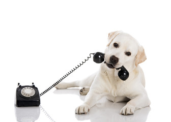 Labrador answering a call - 53833882