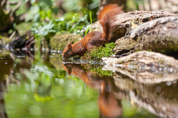 Red Squirrel