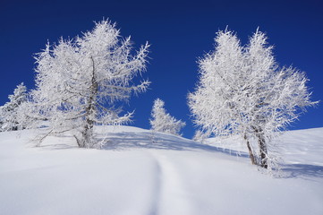 Larici ricoperti da neve e ghiaccio