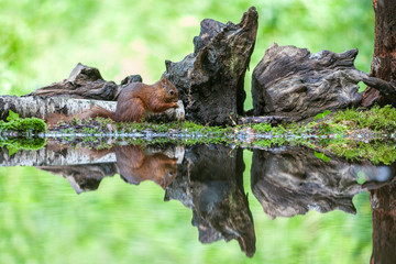 Red Squirrel