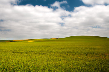 green wheat cereal fields view, and cloudy sky