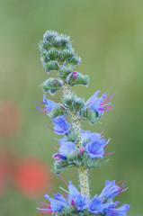 branch covered with little blue flowers