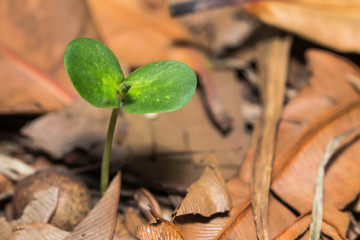 Plant seedling