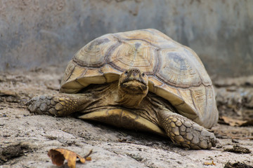 Obraz premium Giant Turtle in Chiangmai zoo , Thailand