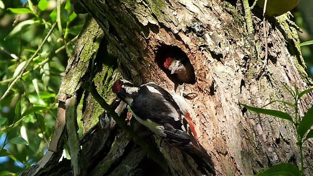 family great spotted woodpecker
