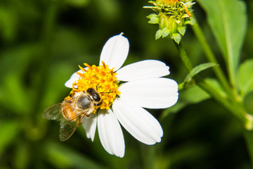 Macro of Bee on flower