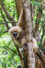 Gibbon in Chiangmai Zoo , Thailand