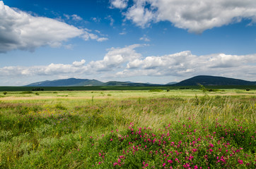 green field background