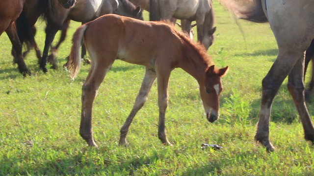 foal grazing on pasture at summer