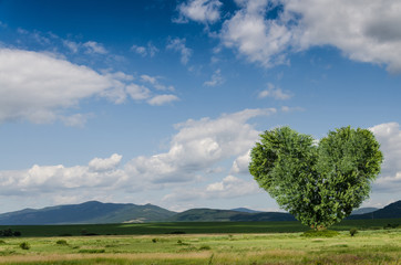 Naklejka premium green field background