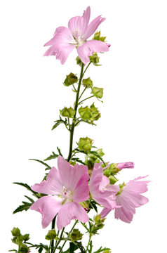 Rosa Gartenhibiscus