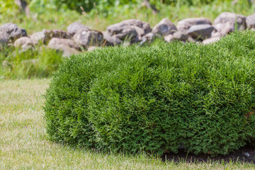Green Thuja orientalis in morning sunlight