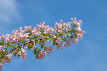 Azalea flower