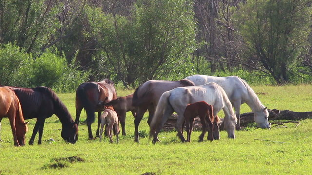 horses and foal grazing on pasture at summer