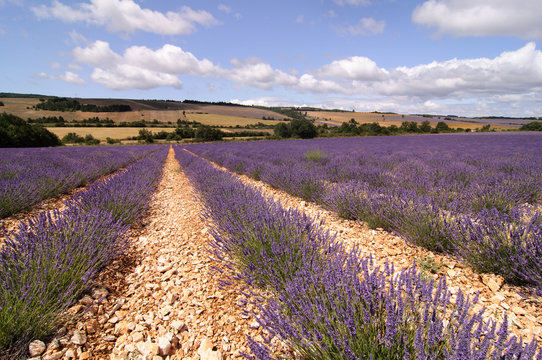 field with lavender
