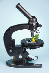 Studying plants with a microscope