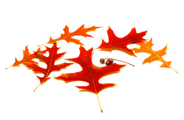 Fototapeta premium Red leafs of oak and acorns