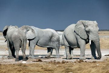 Obraz na płótnie Canvas group of elephants in the national park of Namibia