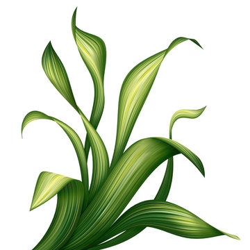 Fototapeta creative foliage, green leaves and grass illustration