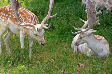 Fallow Deer
