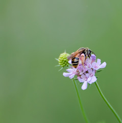 Bee on a flower