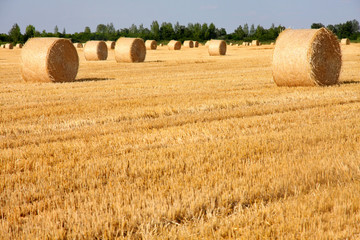 Field of freshly cut bales on farmer field © Vladimir Mucibabic