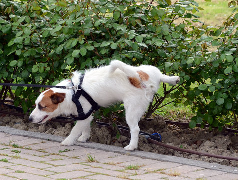 Cane che fa pip&igrave;
