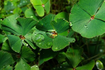Regentropfen auf grünem Blatt