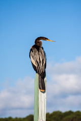 Anhinga Sitting On A Post