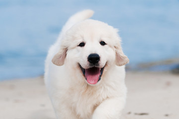 happy golden retriever puppy portrait