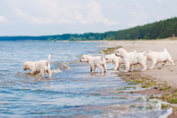 group of golden retriever puppies on the beach