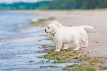 two golden retriever puppies on the beach