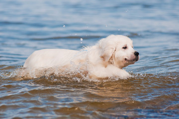 golden retriever puppy learns how to swim