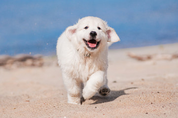 happy golden retriever puppy running at the beach
