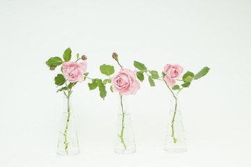 stock photo of 3 roses in glass vases