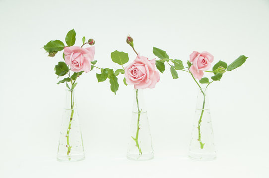 three vases with beautiful cutted roses