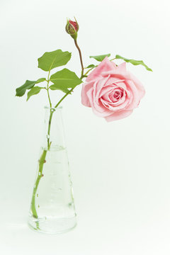 beautiful pink rose in glass vase