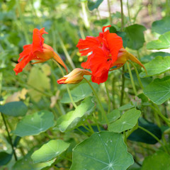Kapuzinerkresse mit roten Blüten im Garten