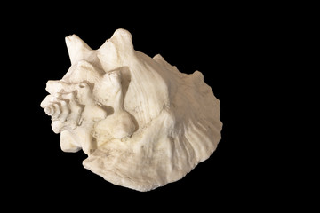 Conch Shell