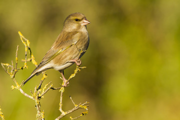 Green-Finch