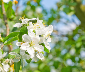 Flowering apple