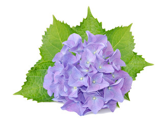 hydrangea