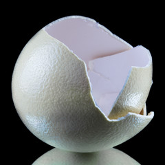 Ostrich egg shells on black background