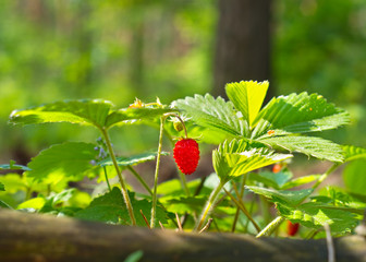 Wild strawberry berry growing in natural forest